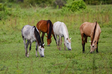 Naklejka na ściany i meble Four different colored horses grazing on a lush green meadow in the Pantanal Wetlands, Mato Grosso, Brazil