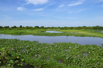 View to a lagoon with water plants in sunshine meandering through the Pantanal Wetlands, Mato Grosso, Brazil