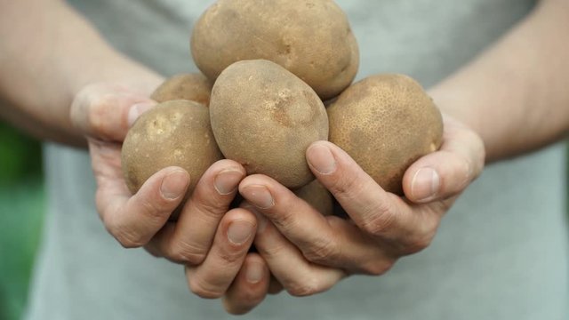 Close up of farmer's male hands with potato tubers. Man's hands show harvested crop on camera. Fresh organic vegetables concept.
