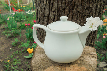 a teapot of white and white cherry flowers in the spout of a teapot stands on a cut tree on a blurred background of blooming tulips in the garden