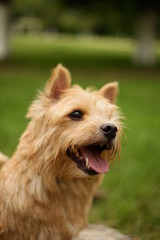 The Norwich Terrier