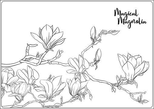 4 262 Best Magnolia Tree Drawing Images Stock Photos Vectors Adobe Stock