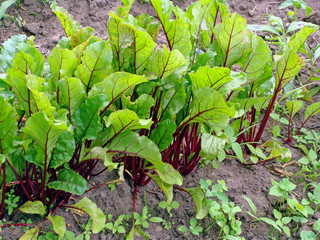 Red beets 2
