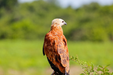 Close up of a Black-collared hawk from back, face to the right against green natural background, Pantanal Wetlands, Mato Grosso, Brazil