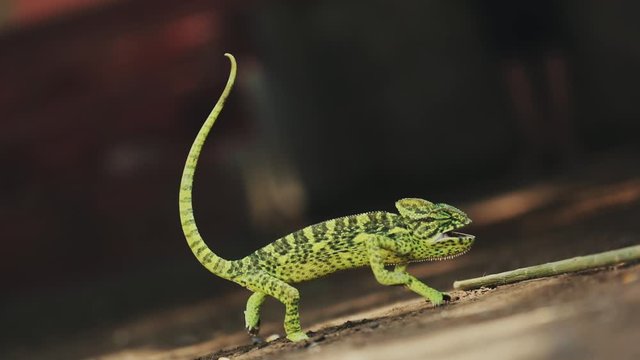 lizard in indian forest 