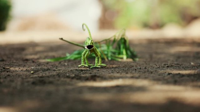 lizard in indian forest 