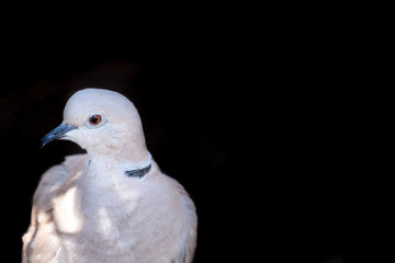 Eurasian collared dove on black background