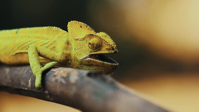 lizard in indian forest 