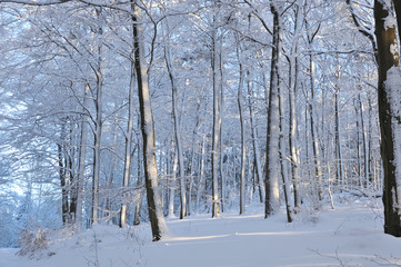 Schneebedeckte Buchenstämme, Schneeverwehungen im Wald