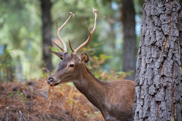 common deer (Cervus elaphus), also called European deer, red deer. Malaga, Spain.
