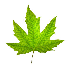 Chinar leaf closeup  on white background