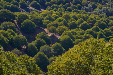Chestnut forest and chestnut fruits in the Genal Valley, province of Malaga. Spain