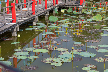 Fototapeta na wymiar Image of a lotus lake with reflections of lanterns in the background a wooden bridge