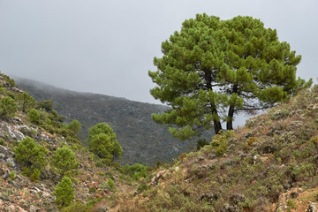 Backside of the Genal river. Sierra de Ronda. Malaga. Spain