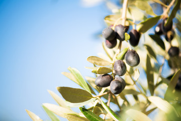 Nature banner of olive bunch with olive fruite. Beautiful olive bunch with green young olives on...