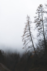 Fototapeta na wymiar Foggy mountains