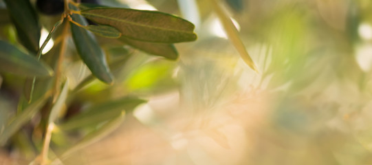 Nature website banner of olive bunch with olive fruite. Beautiful olive bunch with green young olives on blurred background