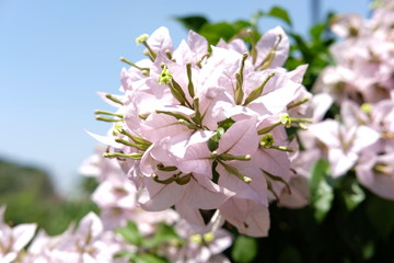 Close up white pink bougainville flower 