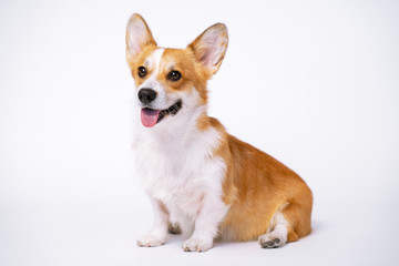 obedient dog (puppy) breed welsh corgi pembroke sit on a white background. not isolate