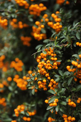 A branch of sea-buckthorn