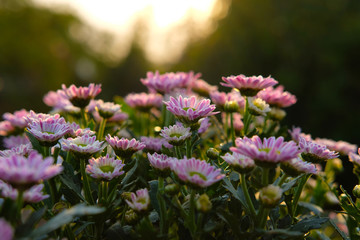 Pink purple of Chrysanthemums indicum flower at the dawn / sunset time