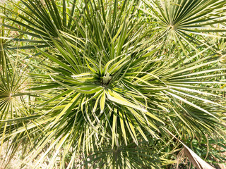 Coconut palm krone aerial view