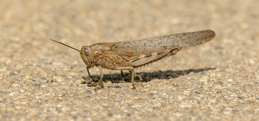 brown locust on the ground