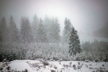 Snowy fir forest in winter mountains