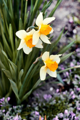 Fototapeta premium White narcissus in a group growing in a field