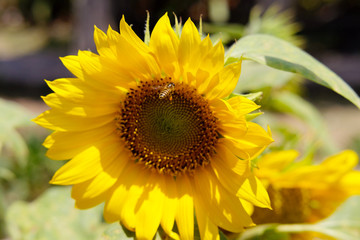 Obraz premium Wide shoot picture of Honeybee flying to collect pollen on a sunflower in the morning