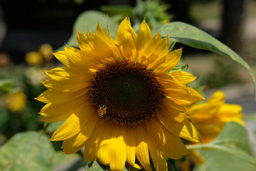 Obraz premium Wide shoot picture of Honeybee flying to collect pollen on a sunflower in the morning