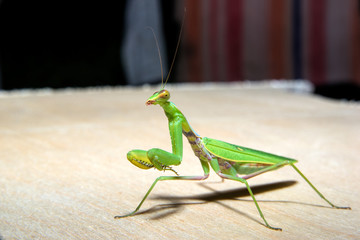 green mantis is looking at the camera