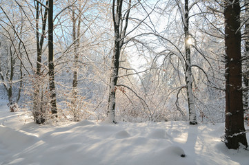 Winterstimmung im Wald, Schnee bedeckt den Waldboden , die letzten Blätter hängen noch an den Bäumen