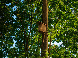 wooden birdhouse on a tree in summer, Moscow.