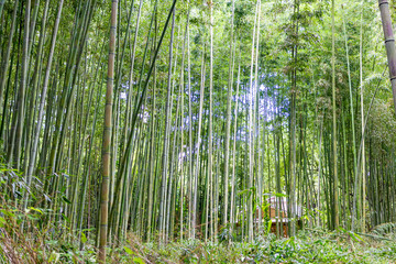 Sagano Bamboo Forest near Kyoto, Japan