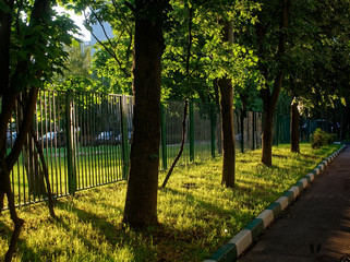 sunlight from the trees in the Park in summer, Moscow.