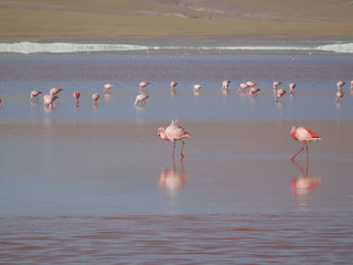 Laguna Colorada in Potosi Bolivia, reserve of 30,000 flamingos near the Salar de Uyuni