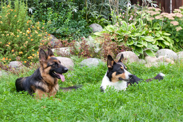 Dogs Welsh Corgi Cardigan and German Shepherd together lie near a flower bed in the garden