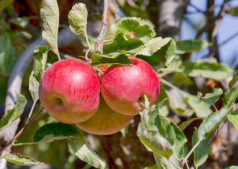 Bright red organic apples on apple tree