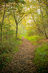 Fototapeta premium Trail, pathway in the woods in autumn season. Vertical shot.