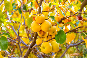 Bright yellow organic apples on apple tree