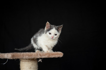 Cute kitten posing on the scraching post