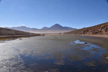 Fototapeta na wymiar Wetlands Atacama