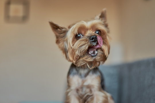 Yorkshire Terrier dog licks its lips
