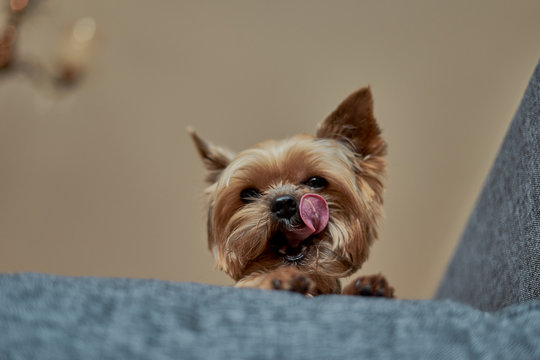 Yorkshire Terrier dog licks its lips