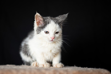 Cute kitten posing on the scraching post