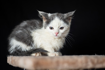 Cute kitten posing on the scraching post