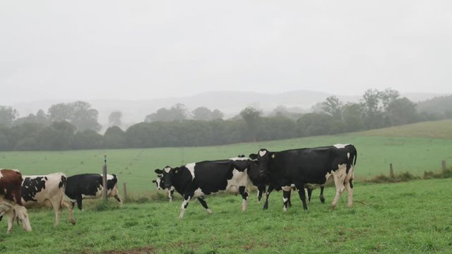 Wet cattle walking in the rain