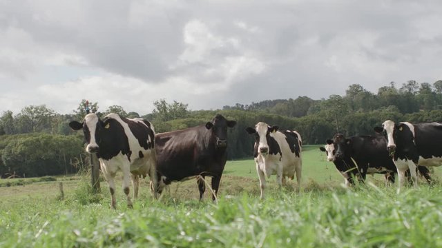 Cattle standing around on a farm