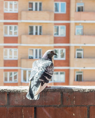 Pigeon on the railing of the balcony block of flats. View from the window